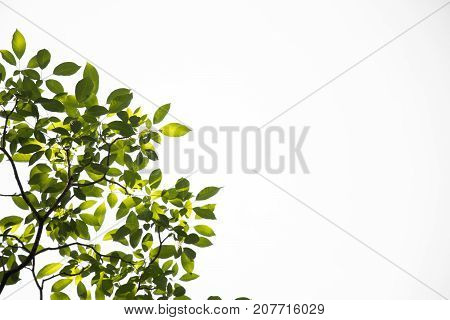 Group of green leaves on white sky backcground