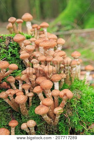 Large group of edible mushrooms from the Armillaria mellea growing on a wood stump in autumn forest.