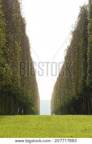 Palace of Versailles garden in the paris for your travel concept