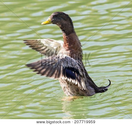 duck on the lake in the nature