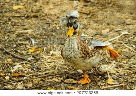 a bright duck with an orange beak and a tuft is standing on one foot stretching the second behind itself so she is posing on a blurred autumnal background of nature