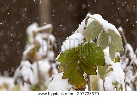 the leaves of the bush in the snow
