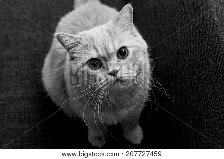 Huge adorable red cat looks in camera