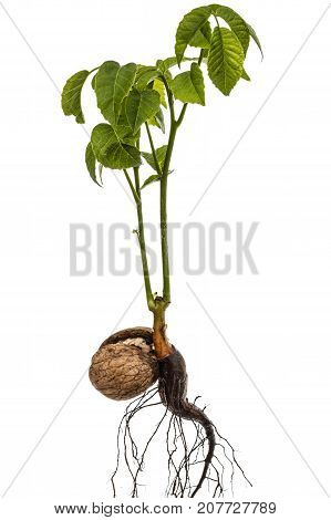 Sprout Of A Young Walnut, Isolated On White Background