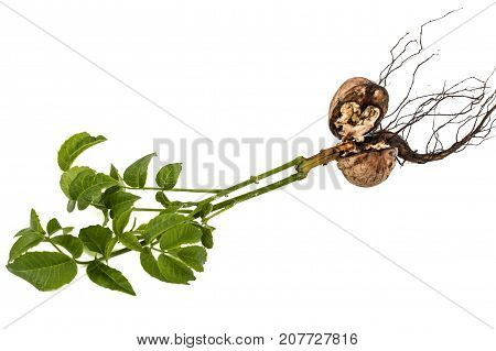 Sprout Of A Young Walnut, Isolated On White Background