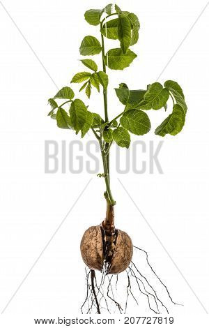 Sprout Of A Young Walnut, Isolated On White Background