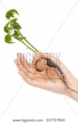 Female Hand Holds  Seedling Of A Walnut, Isolated On White Background