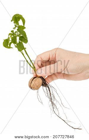 Female Hand Holds  Seedling Of A Walnut, Isolated On White Background