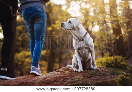 young cute löabrador retriever dog puppy in the forest by sunset sitting and watching some people passing by