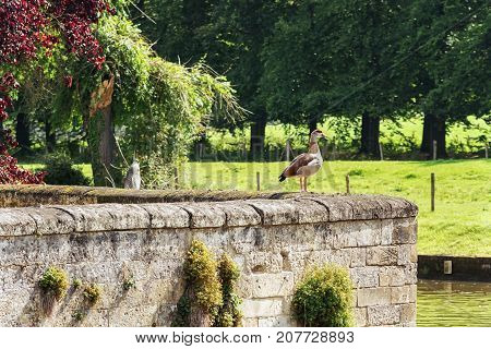 Goose on the lookout on the moat wall of Schaloen castle in Valkenburg The Netherlands