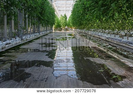 Berkel en Rodenrijs Netherlands - April 2 2017: tomatoes growing in a big greenhouse in the Netherlands