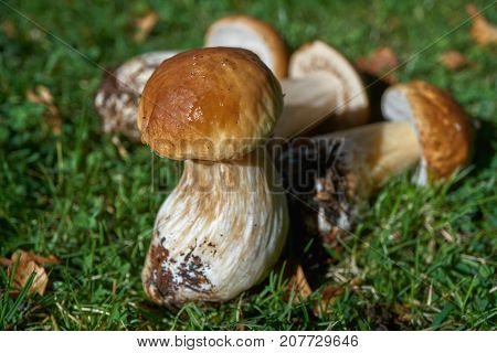 One Brown Mushroom, Lurid Bolete, In The Woods.