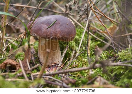 One Brown Mushroom, Lurid Bolete, In The Woods.
