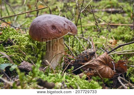 One Brown Mushroom, Lurid Bolete, In The Woods.