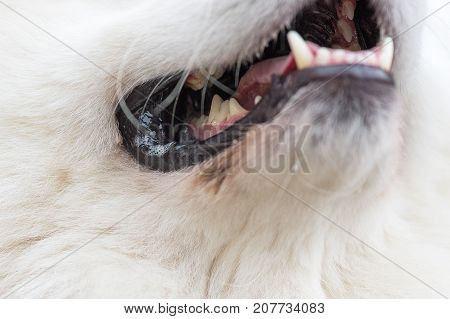 Teeth of a dog close-up, focus on the back and internal teeth. Concept: friend, protection, loyalty, vigilance, security. Space under the text. 2018 year of the dog in the eastern calendar