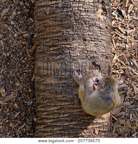 Macaques that spit in Bioparco at Rome - Italy