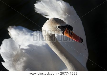 White Swan against the dark water of the lake