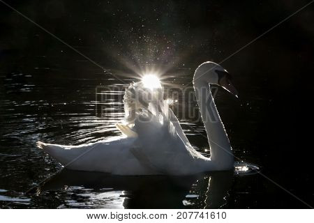 White Swan against the dark water of the lake