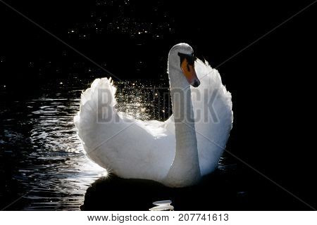 White Swan against the dark water of the lake