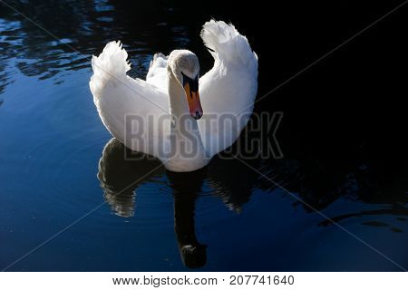 White Swan against the dark water of the lake