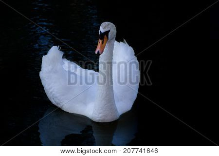 White Swan against the dark water of the lake