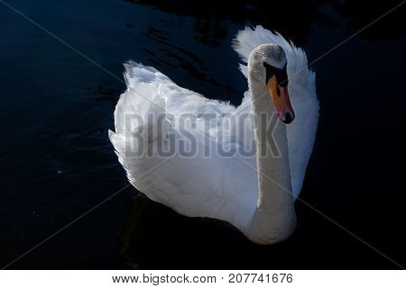 White Swan against the dark water of the lake
