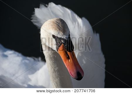 White Swan against the dark water of the lake