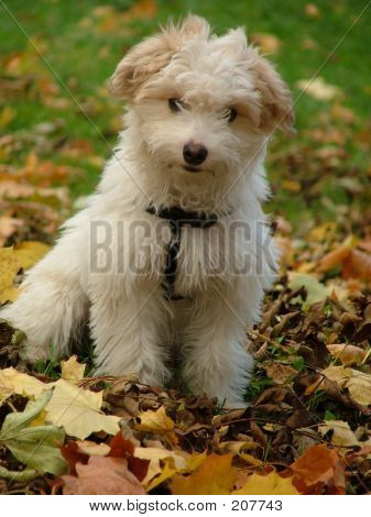 Filhote de cachorro bonito branco