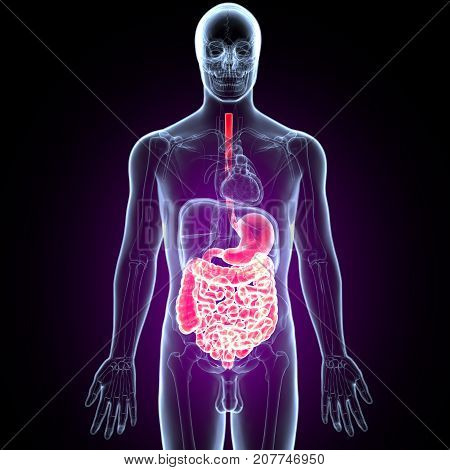 3D Illustration of Human Digestive System Anatomy (Stomach with Small Intestine)