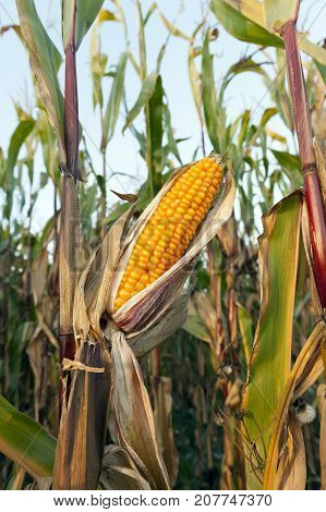 Ripe Corn, Ear Of Which Is Photographed Close-up Against The Background Of Dry Vegetation And Blue S