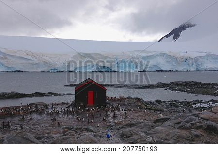 Penguins at Port Lockroy Station in Antarctica
