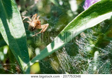 Ugly Spider Crawling On His Spider Web