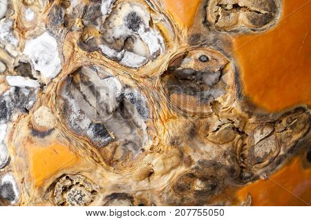 Close-up Of A Pumpkin That Begins To Rot. Small Depth Of Field