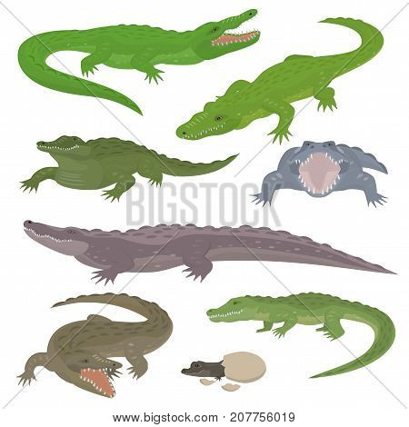 Green crocodile and alligator reptile wild animals vector illustration collection cartoon style. Cartoon green crocodile reptile cartoon vector illustration