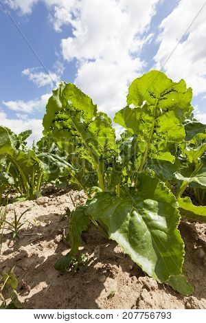 A Colony Of Black Aphids Sitting On A Green Top Of Sugar Beet. Close-up Photo In Summer.