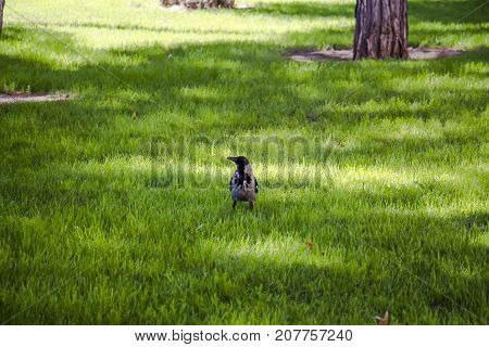 Magpie walks around the lawn looking around