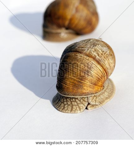 Two Snails Living In The Garden And Photographed Close-up On A White Sheet Of Paper. Not Isolated. F