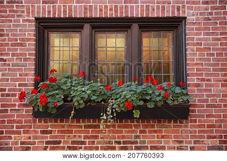 window with geraniums. window decorated with flowers