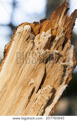 Photographed Close-up Of A Broken Tree Trunk After A Storm
