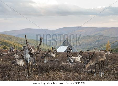 reindeer in a landscape of northern Mongolia