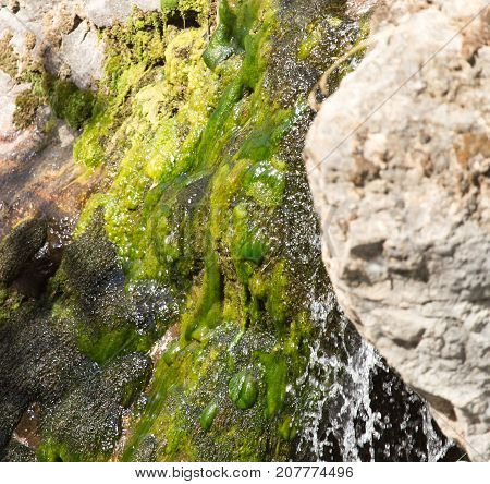 algae in a spring . In the park in nature