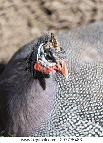 portrait of guinea fowl . In the park in nature