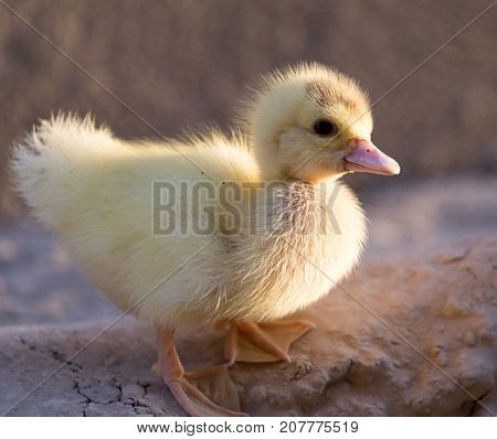 little duckling in nature . In the park in nature