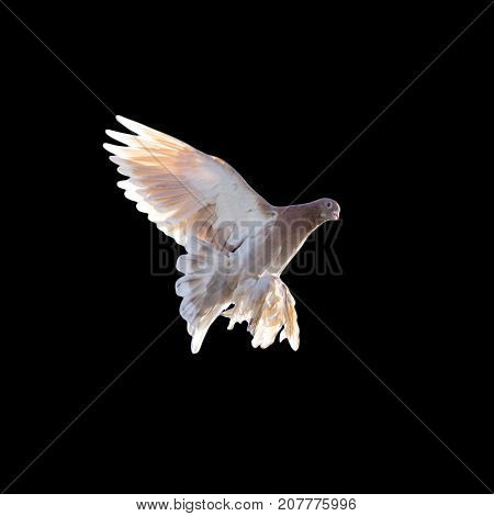 pigeon on a black background . In the park in nature