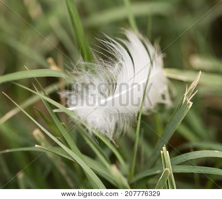 white feather in the grass . In the park in nature