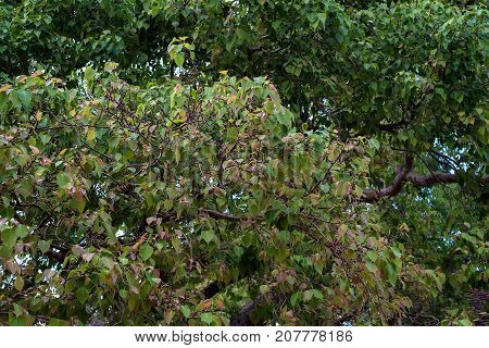 Pho tree or bodhi tree known as Ficus religiosa growing in Sri Lanka
