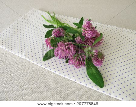 Bouquet of wild herbs red clover with flowers