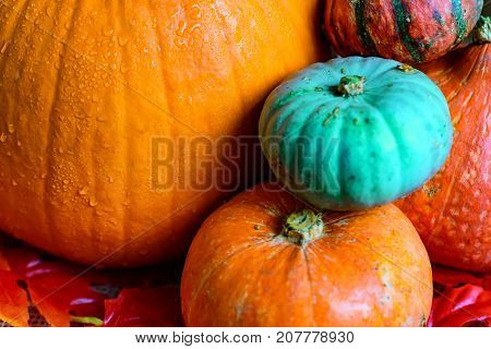 Variuos pumpkins on rustic background - Thanksgiving, Halloween And Fall Background