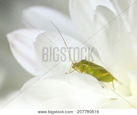 Green cimicid bug in white flower macro close-upt