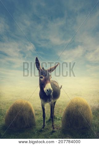 Buridan's ass between two piles of hay, paradox in philosophy